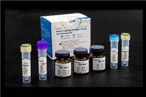 Eleven Urogenital Pathogens UTI panel Nucleic Acid Detection Kit (Fluorescent PCR)