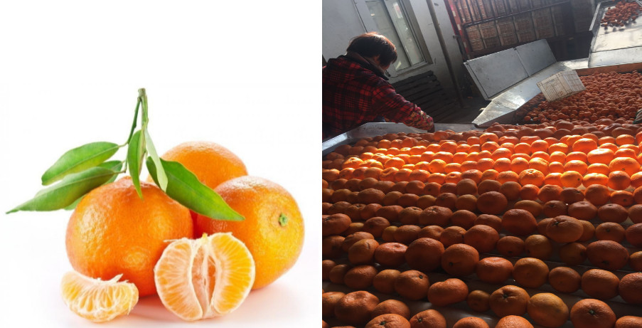 can mandarin orange segment