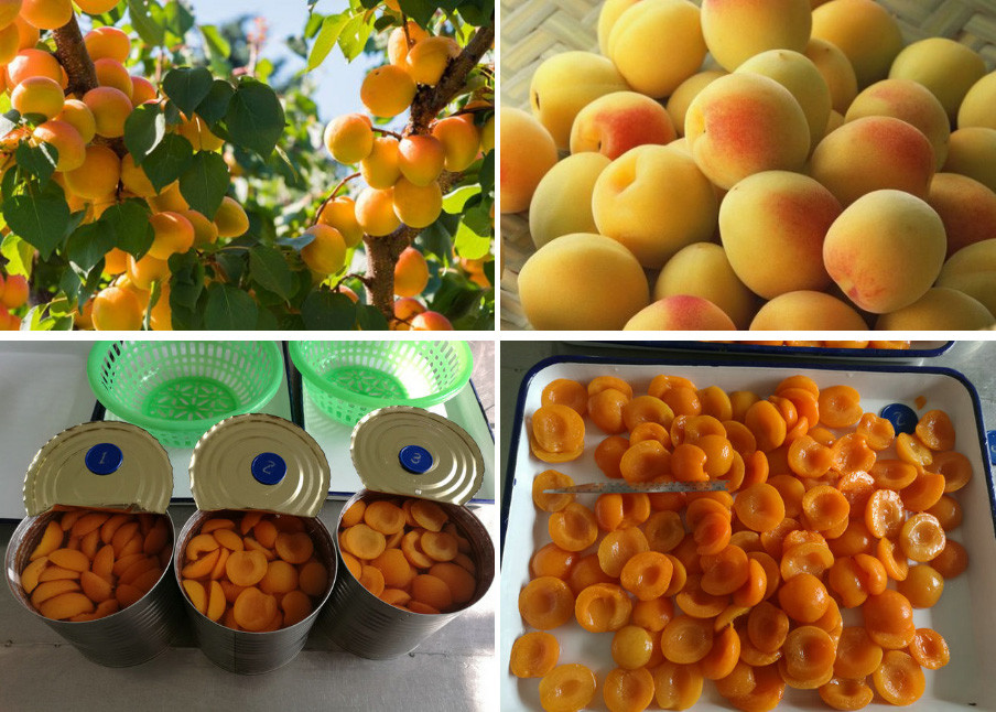 apricot canned