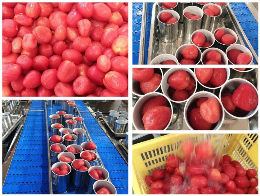 New Season Of Canned Peeled Tomato
