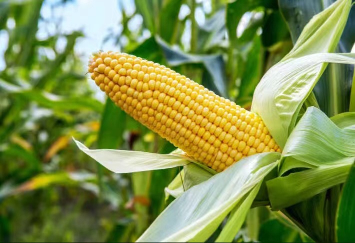 EL RECIENTE CAMPEÓN EN VENTAS DEL MAÍZ DULCE EN CONSERVA