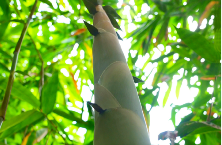 How to Choose the Canned Bamboo Shoots.