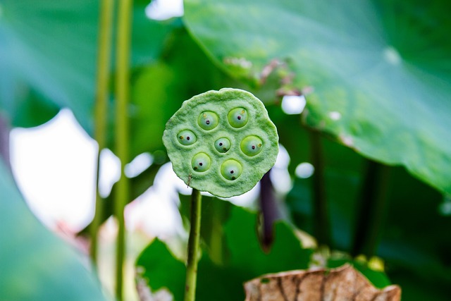 ​How to Choose the Best Canned Lotus Seeds in Syrup?