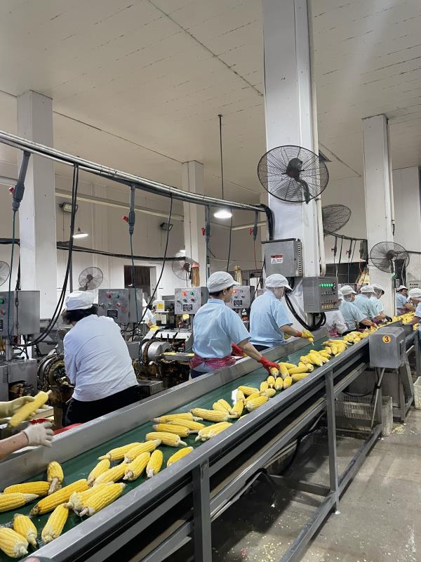 canning whole kernel corn