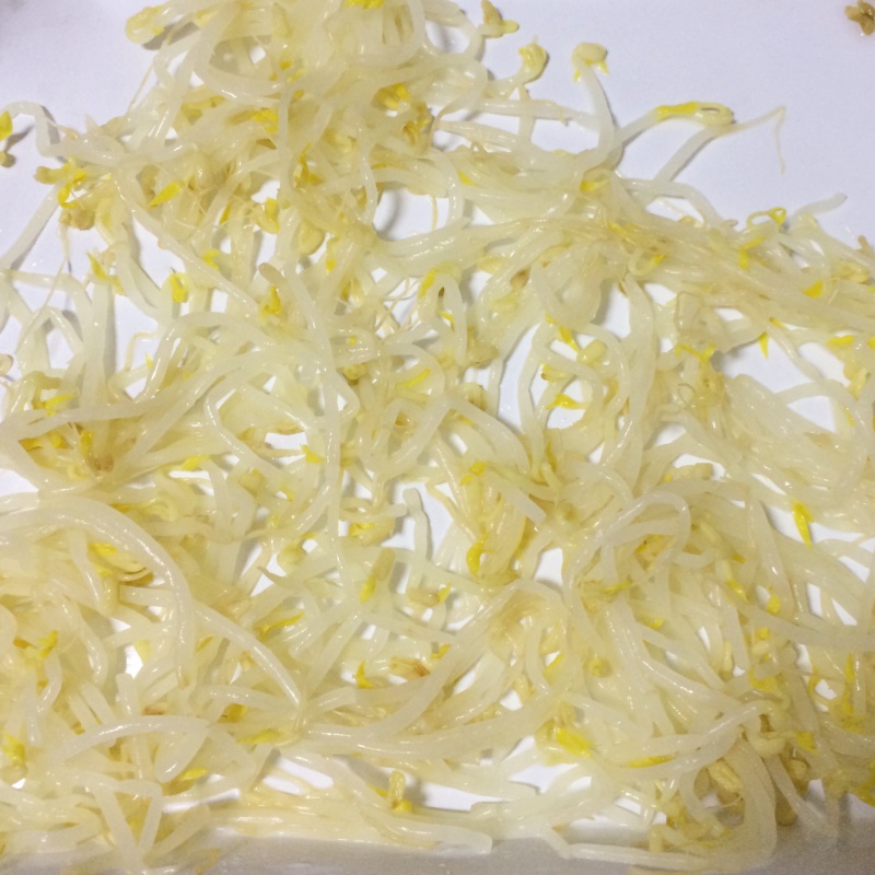 Canned Bean Sprouts Factory