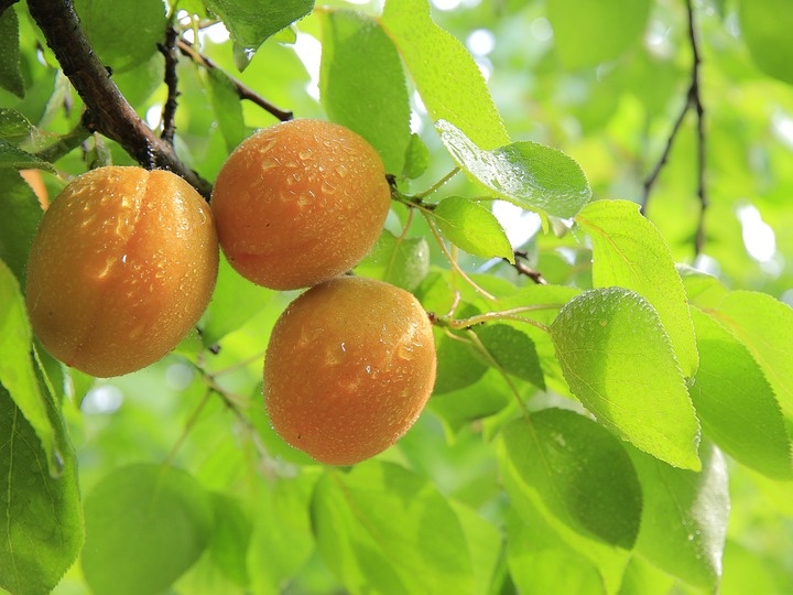 canning peaches in light syrup