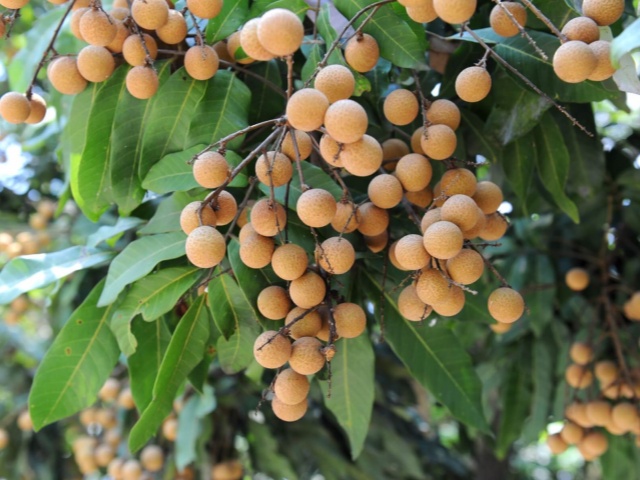 canned longan in light syrup