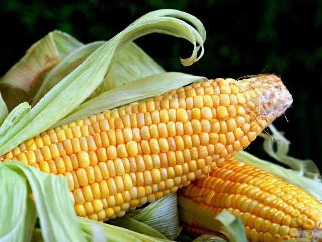 The Journey of Canned Sweet Corn: From Harvest to Your Plate