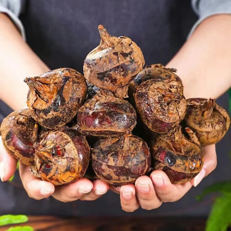 canned whole water chestnut