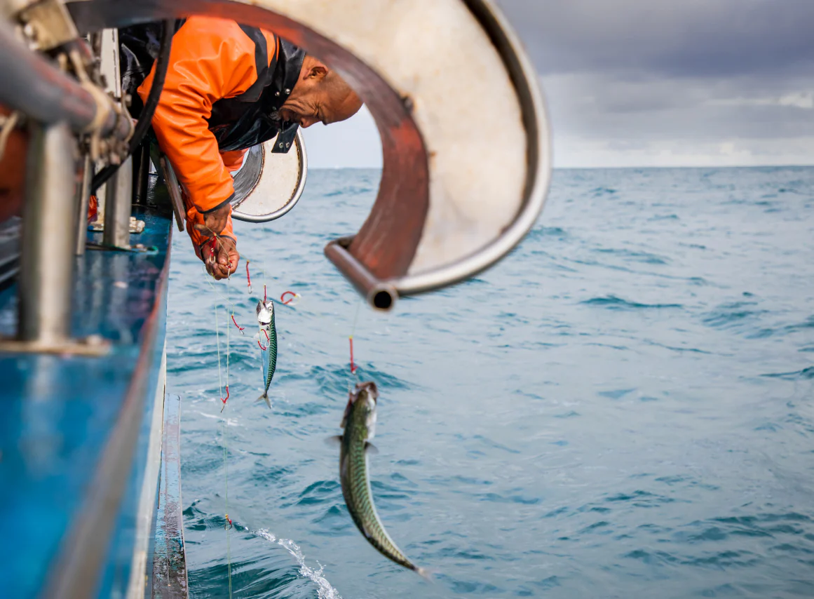 Canned Mackerel in Brine