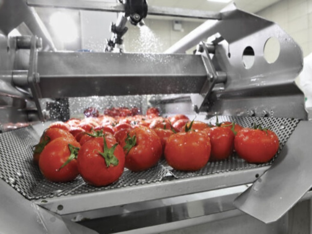 The Boom in Canned Tomato Sauce Production The Boom in Canned Tomato Sauce Production