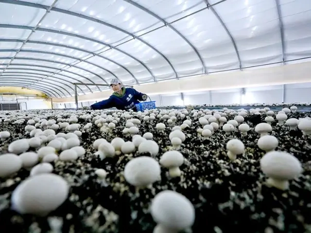 Exploring the Core of Sustainable Mushroom Cultivation Exploring the Core of Sustainable Mushroom Cultivation