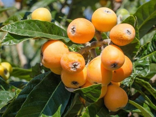 Loquat Production Season is Coming: A Look at the Harvest and Benefits of This Delicate Fruit