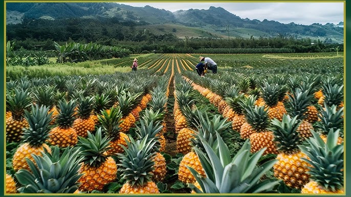 Canned Pineapple