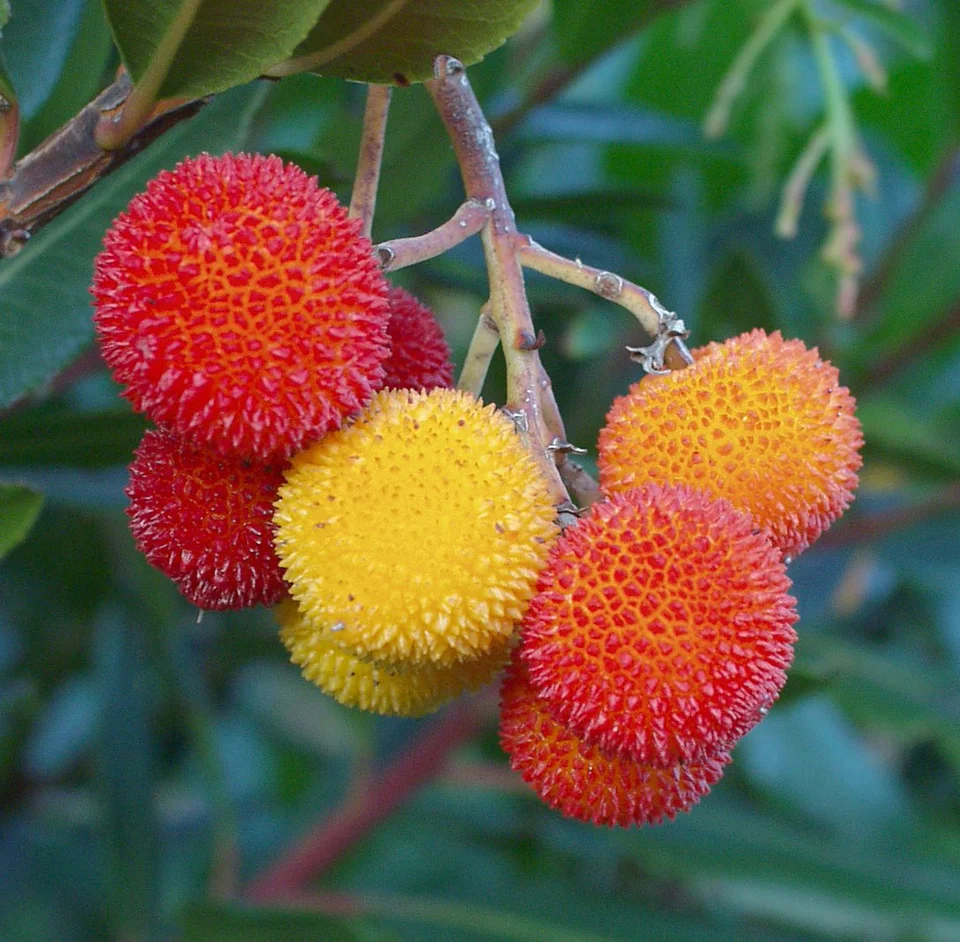 ARBUTUS