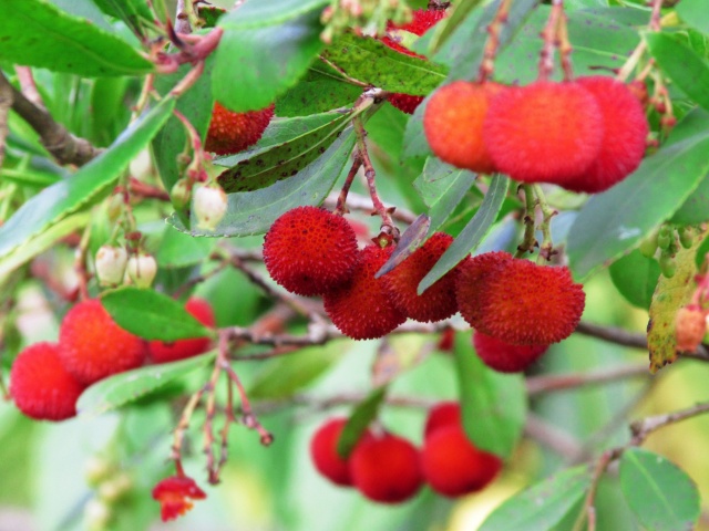 ¡La temporada de ARBUTUS se acerca! ¡La temporada de ARBUTUS se acerca!