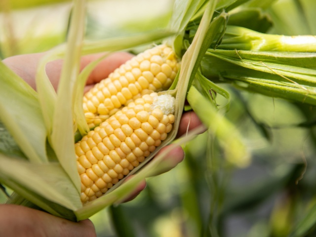 Baby Corn