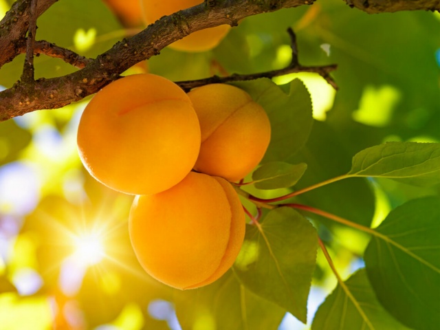 Albaricoques enlatados: una delicia nutritiva y versátil durante todo el año
