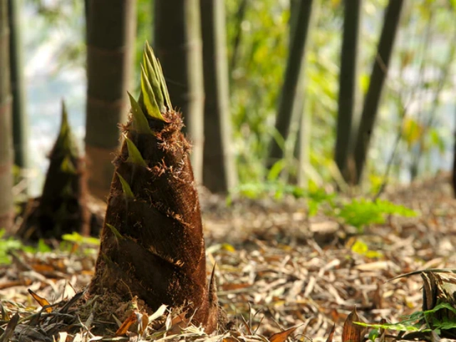 Nueva temporada de brotes de bambú: un tesoro culinario y nutricional Nueva temporada de brotes de bambú: un tesoro culinario y nutricional