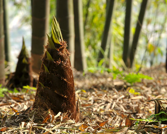 Bamboo Shoots