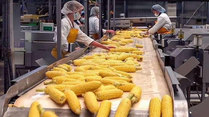 Canned Sweet Corn