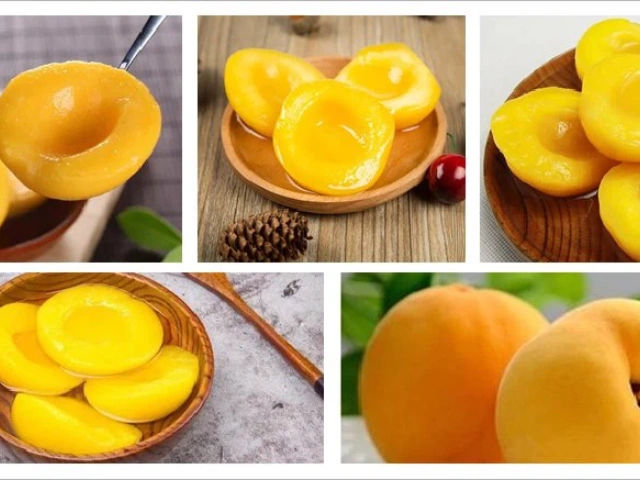 New Season for Canned Yellow Peaches is Coming! New Season for Canned Yellow Peaches is Coming!