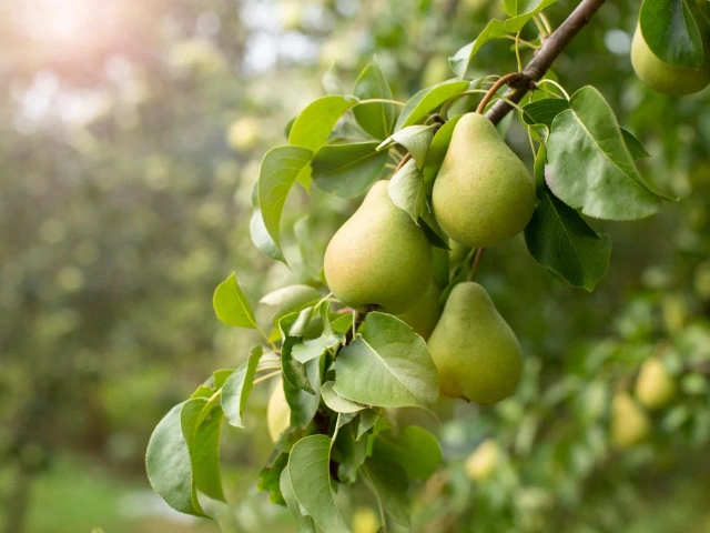 Canned Pear