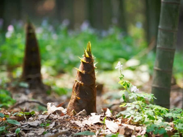Bamboo Shoots