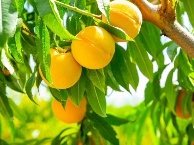 Yellow Peach