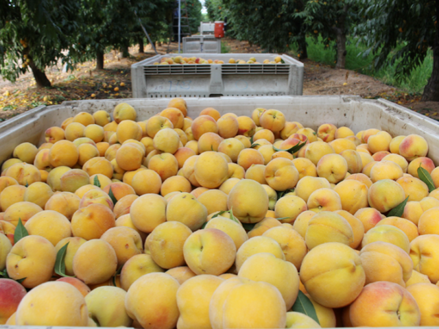 yellow peach