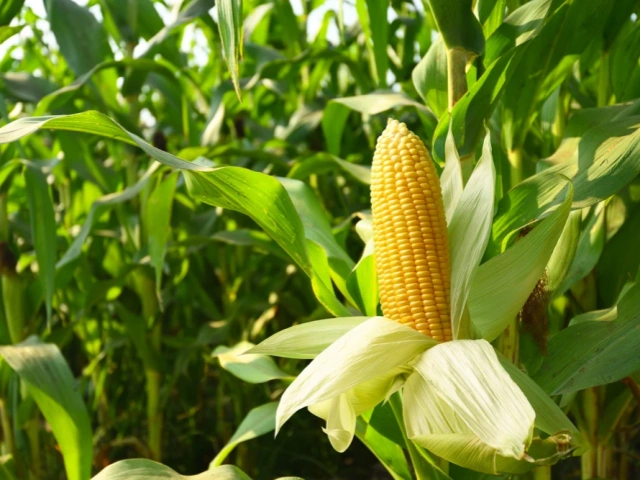 Sweet Corn