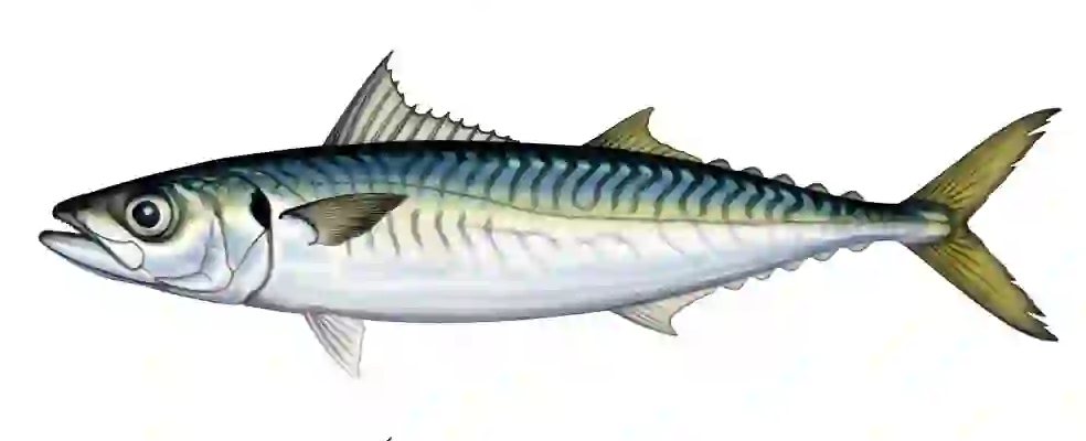 Mackerel