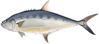 canned fish
