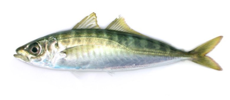 Mackerel