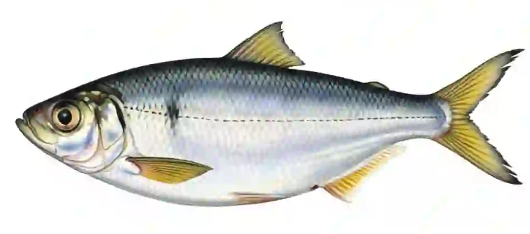 canned fish