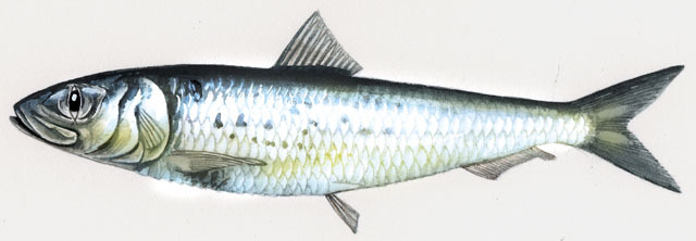 canned fish