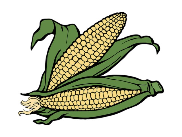 Sweet Corn