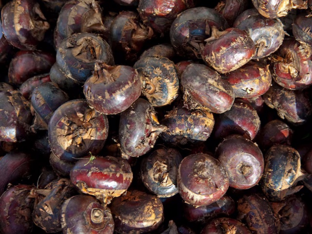 Sweet Corn Sweet Corn