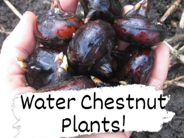 Crisp, Sweet Canned Water Chestnut – Your Year-Round Crunch Upgrade