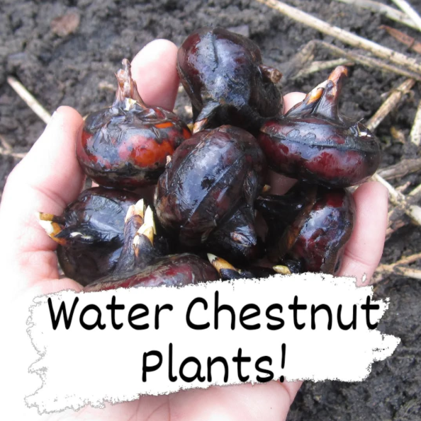 Canned Water Chestnut