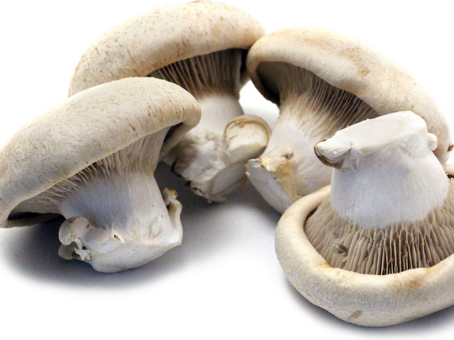 Canned Bailing Mushroom