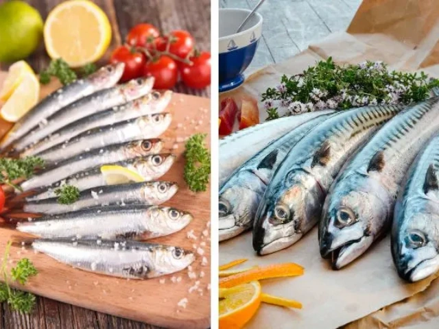 Sardines vs Mackerel:How do you choose?