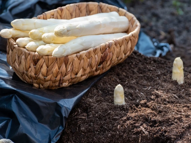 Canned White Asparagus