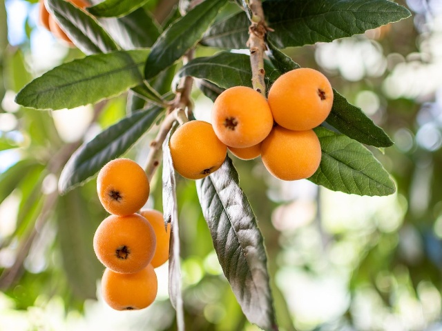loquat