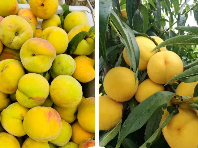 Yellow Peaches Yellow Peaches