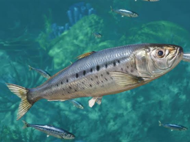 Sardinops melanostictus vs Sardina pilchardus: Qual espécie de sardinha é melhor para o mercado de sardinhas enlatadas?