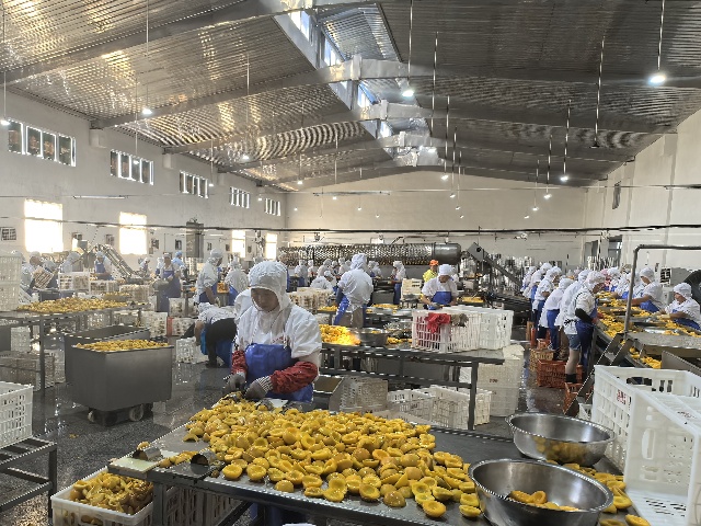 Notice: Yellow Peach Production Is Drawing to a Close