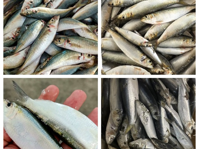 Fischkonserven im Großhandel: Worauf Importeure zuerst achten