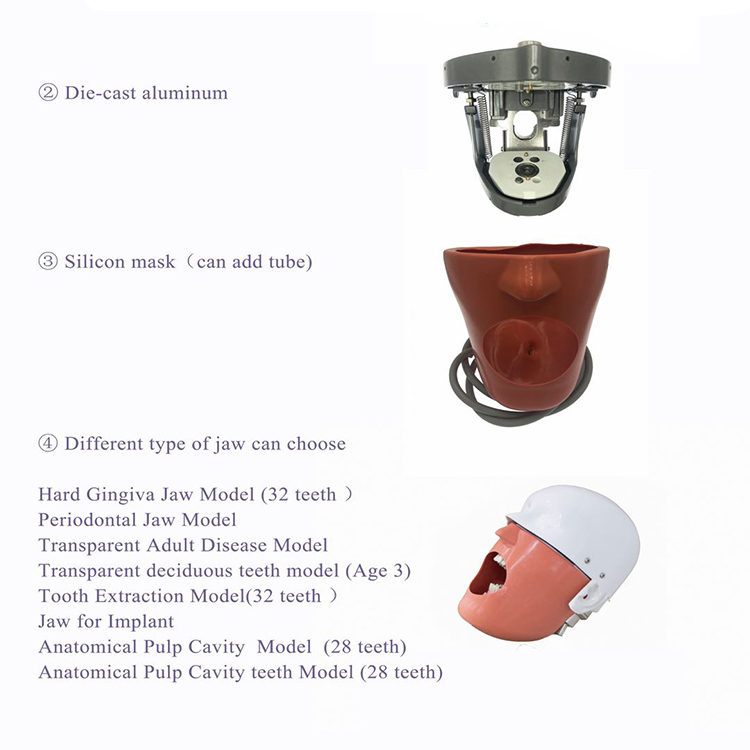 Teaching model of dental simulation head