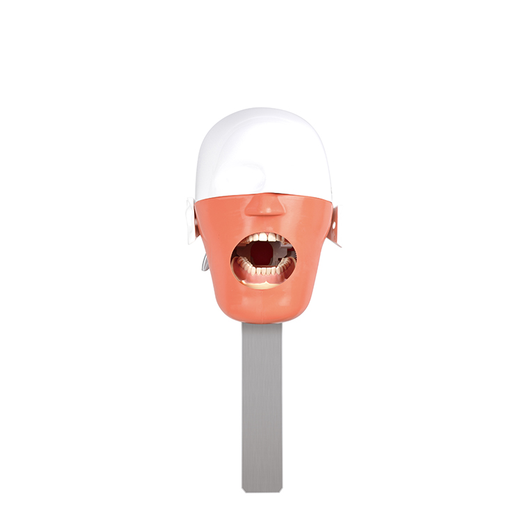 Dental Lab Equipment Dental Phantom Head For Practice